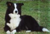Welcome to Border Collie Rescue, Australia
